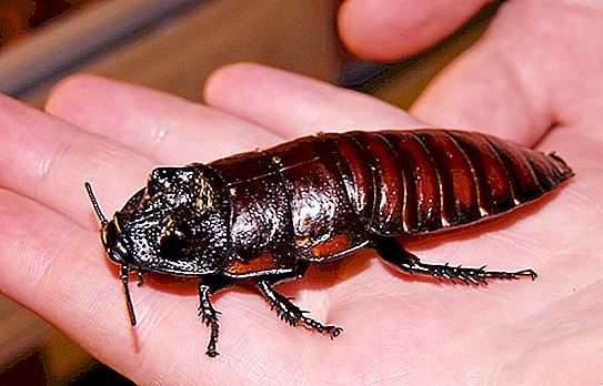 Madagaskar ist die größte Kakerlake der Welt.