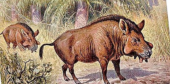 Kan een varken een persoon eten: theorieën, aannames, feiten, interessante en ongebruikelijke verhalen