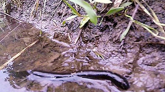 Lifestyle, development and reproduction of leeches in nature