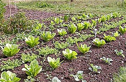 The growing season and its significance for vegetable growing