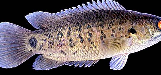 Peix de pinya: descripció, característiques i beneficis per als humans