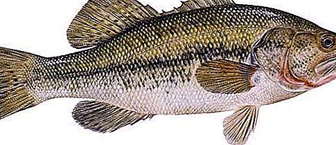Basové ryby: opis, prostredie, vlastnosti a vlastnosti