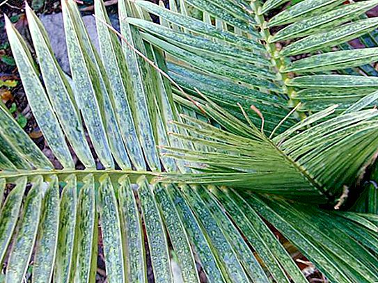 Elevandiluu palm: miks seda nii nimetatakse?