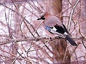 Mockingjay - smalsus ir triukšmingas paukštis