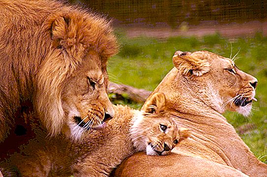 Lion habitat, lifestyle, breeding and nutrition