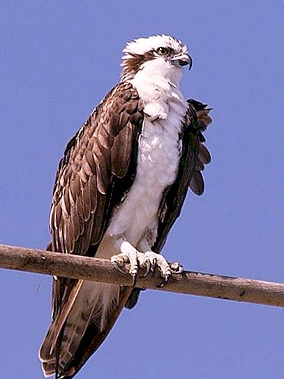 In quale zona naturale vive il falco pescatore, il predatore piumato?