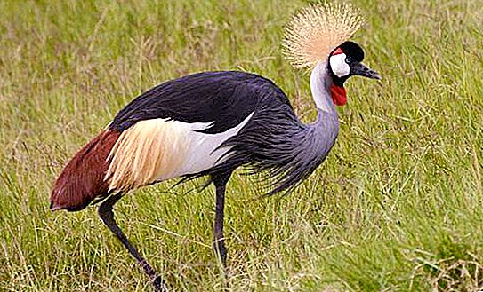 Crowned Crane. Τι φαίνεται αυτό το πουλί και πού ζει;