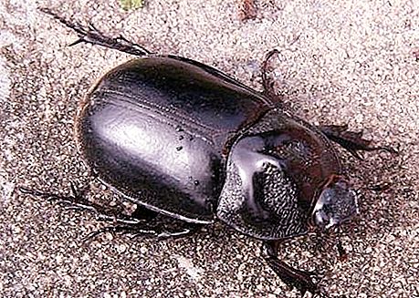 Черен бръмбар: подреден изпратен от природата