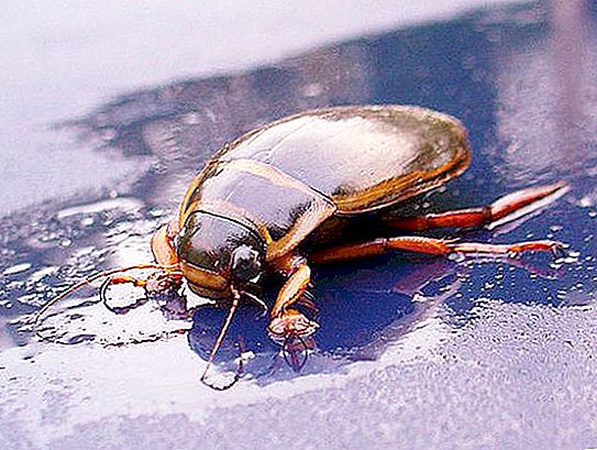 Swimming beetle