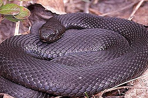 Black viper: perbedaan, fitur dan habitat