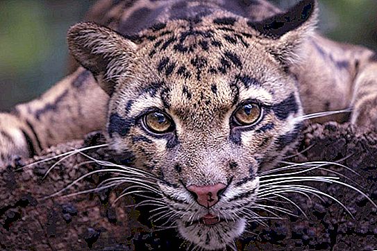 Füstös leopárd: állatfotó, leírás, érdekes tények