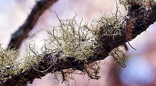 Care este semnificația lichenilor în natură și viața umană?