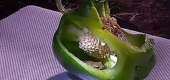 A Canadian couple bought sweet pepper: when they started to cut it, they found a living creature in the vegetable