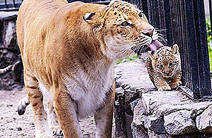 Ligers - ลูกผสมของสิงโตและเสือ
