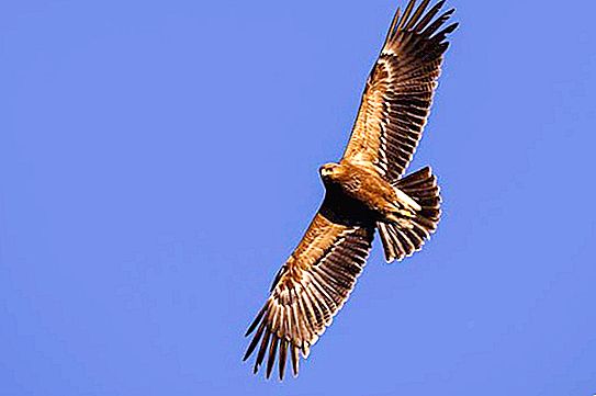 Àguila menor tacada: descripció i estil de vida d'un ocell