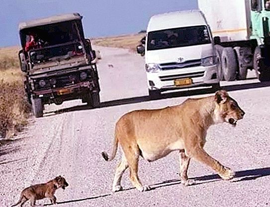 汽车停下来，驶入母狮。 狮子崽没有跟随他的母亲，而是发出巨大的“吼叫”，来到卡车上（照片）
