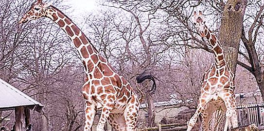 A couple of giraffes were very happy that spring came, and arranged an incendiary "dance" (video)