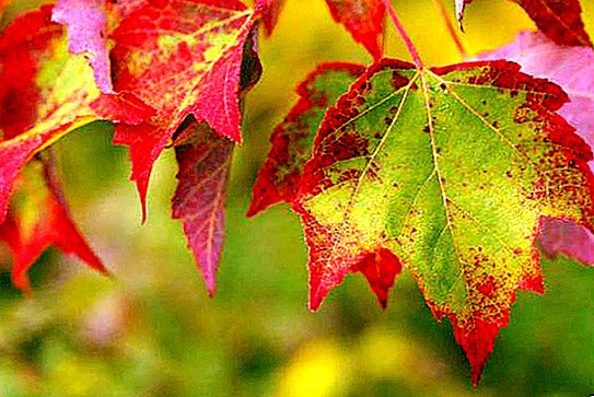 Varför tappar träd löv på hösten? Anledningar till hösten hösten