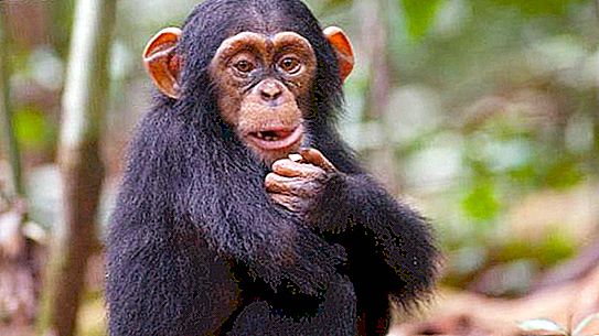 שימפנזה: מין
