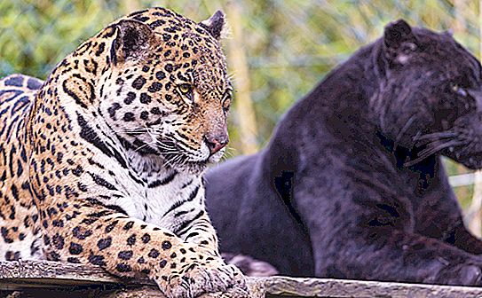 Hva er forskjellene mellom en leopard og en jaguar?