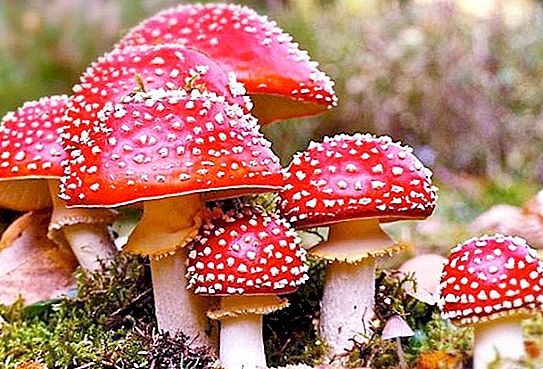 Venäjän myrkylliset sienet: valokuvat, nimet