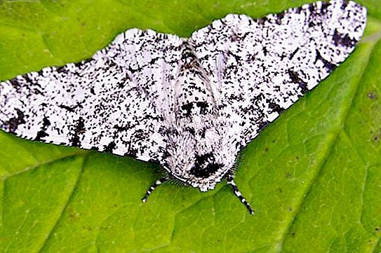 Birch moth - škodca, ktorý potrebujete vedieť osobne