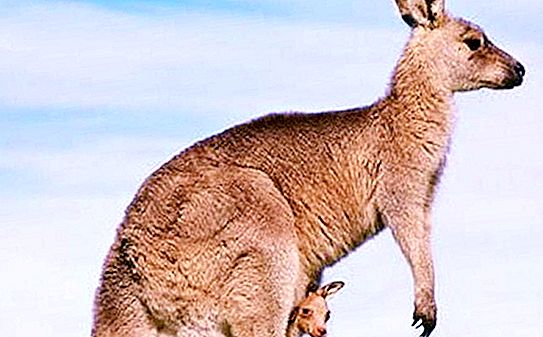 Kangaroo er Beskrivelse, habitat, art, funktioner, foto