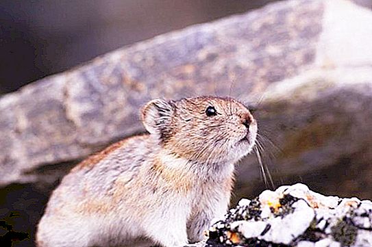 Lemmings à sabots: photo, habitat