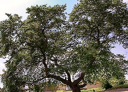 Listnaté stromy. Platany druhu Platanus orientalis