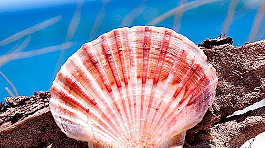 Sea shells and shells