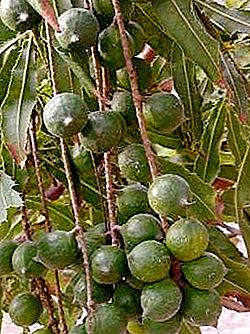 Kacang Macadamia - raja yang diakui dari kerajaan kenari