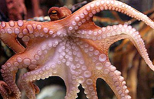 Octopus Paul: description, prévisions et faits intéressants