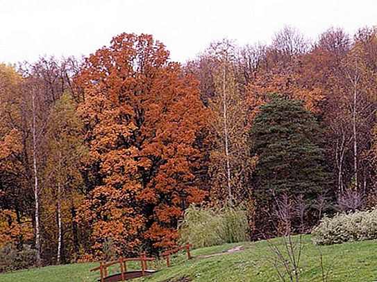 Bitsevsky mežs ir zaļa oāze lielā metropolē