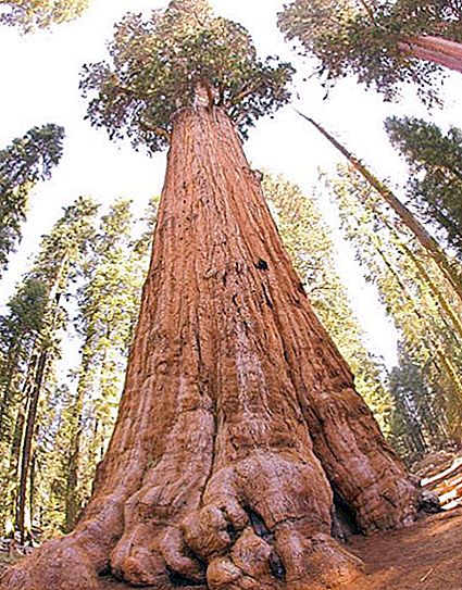 "Jenderal Sherman" adalah pohon terbesar di dunia. Sequoia raksasa