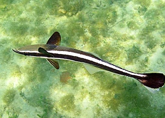 Stick fish - anino ng dagat