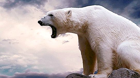세계에서 가장 큰 곰 : 사진