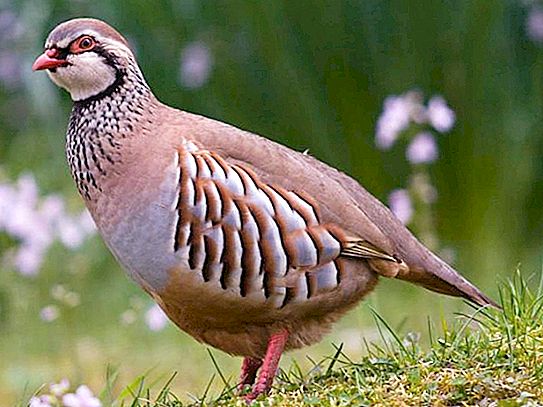 Partridge grey: apa jenis burung itu, di mana ia hidup dan apa yang ia makan?