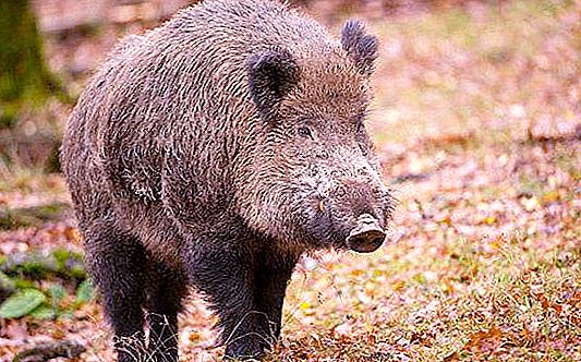 Boar (animal): description, photo, lifestyle