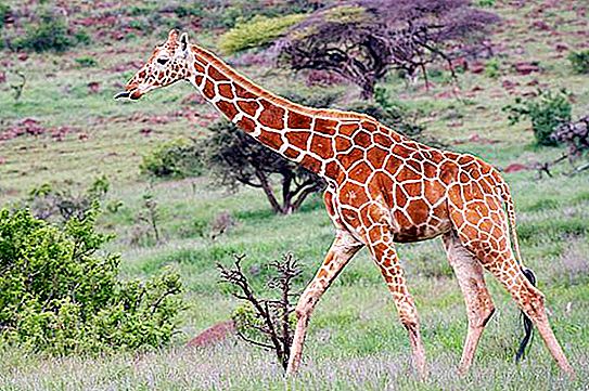 Giraffe dila at iba pang mga tampok ng pinakamataas na mammal sa mundo