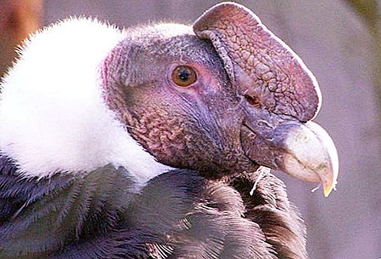 Condor andino: habitat, foto