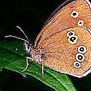 Butterfly ng tanglad - ang unang insekto sa tagsibol