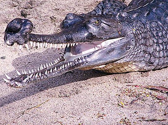 Ganges gavial: valokuvia, mielenkiintoisia faktoja, ravitsemus
