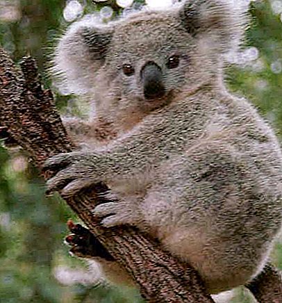 コアラが住んでいる場所、この動物の説明と特徴