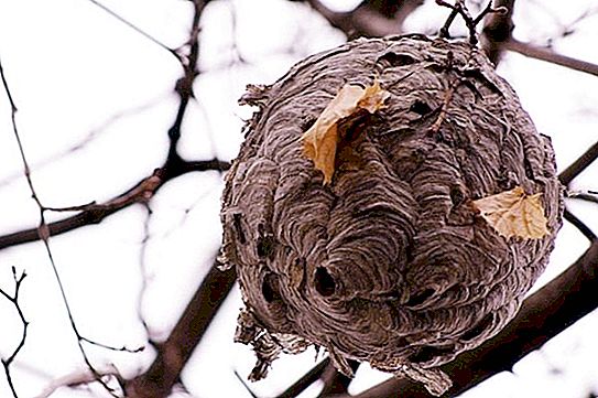 Where are wasps wintering and how do they prepare for wintering?