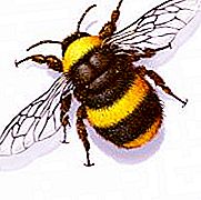 Niu Bumblebee: On viuen els borinots