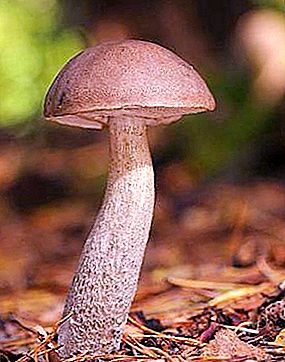 Mushroom chamomile. His views and where he grows