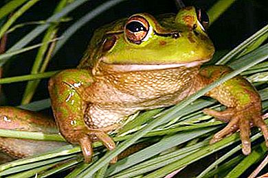 Travna žaba: opis, fotografija