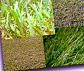 Nombres y tipos de hierbas. Tipos de hierbas de césped