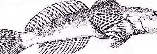 Sculpin thường gặp: hình ảnh, mô tả. Sculpin phổ biến trong một hồ cá