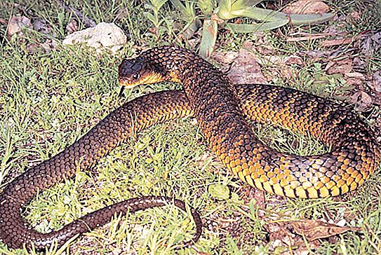 Loài rắn nguy hiểm nhất hành tinh: đánh giá, tính năng và sự thật thú vị